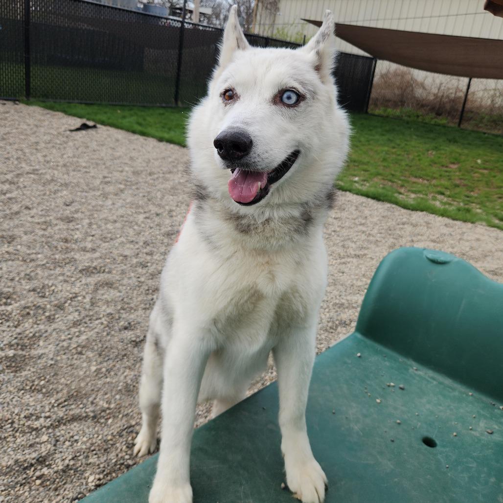 Enlarge Peepaw, a Adoptable Siberian Husky in Fort Wayne, IN image 2/6