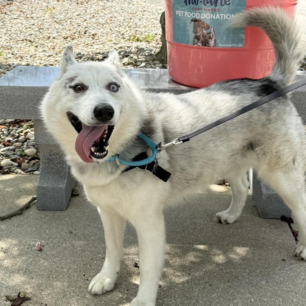 Enlarge Peepaw, a Adoptable Siberian Husky in Fort Wayne, IN image 3/6