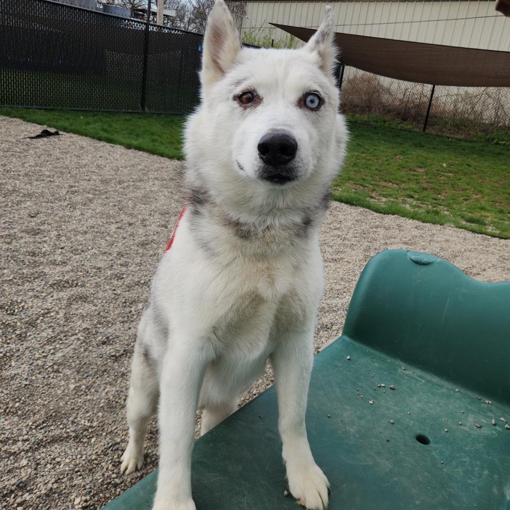 Enlarge Peepaw, a Adoptable Siberian Husky in Fort Wayne, IN image 4/6