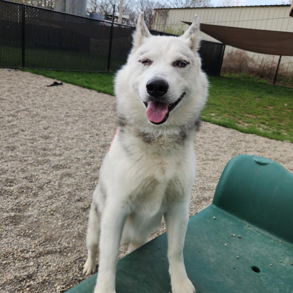 Enlarge Peepaw, a Adoptable Siberian Husky in Fort Wayne, IN image 5/6