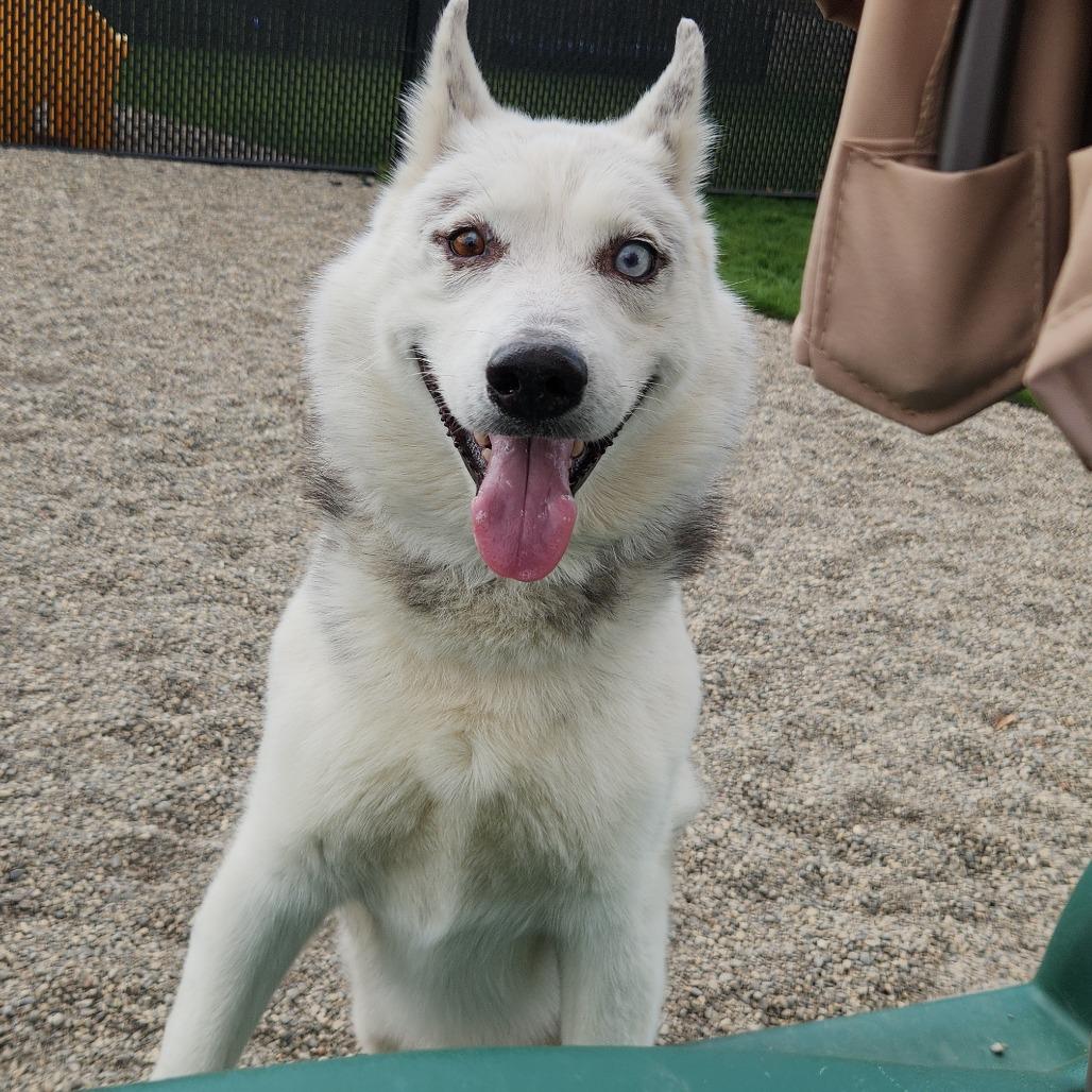 Enlarge Peepaw, a Adoptable Siberian Husky in Fort Wayne, IN image 6/6