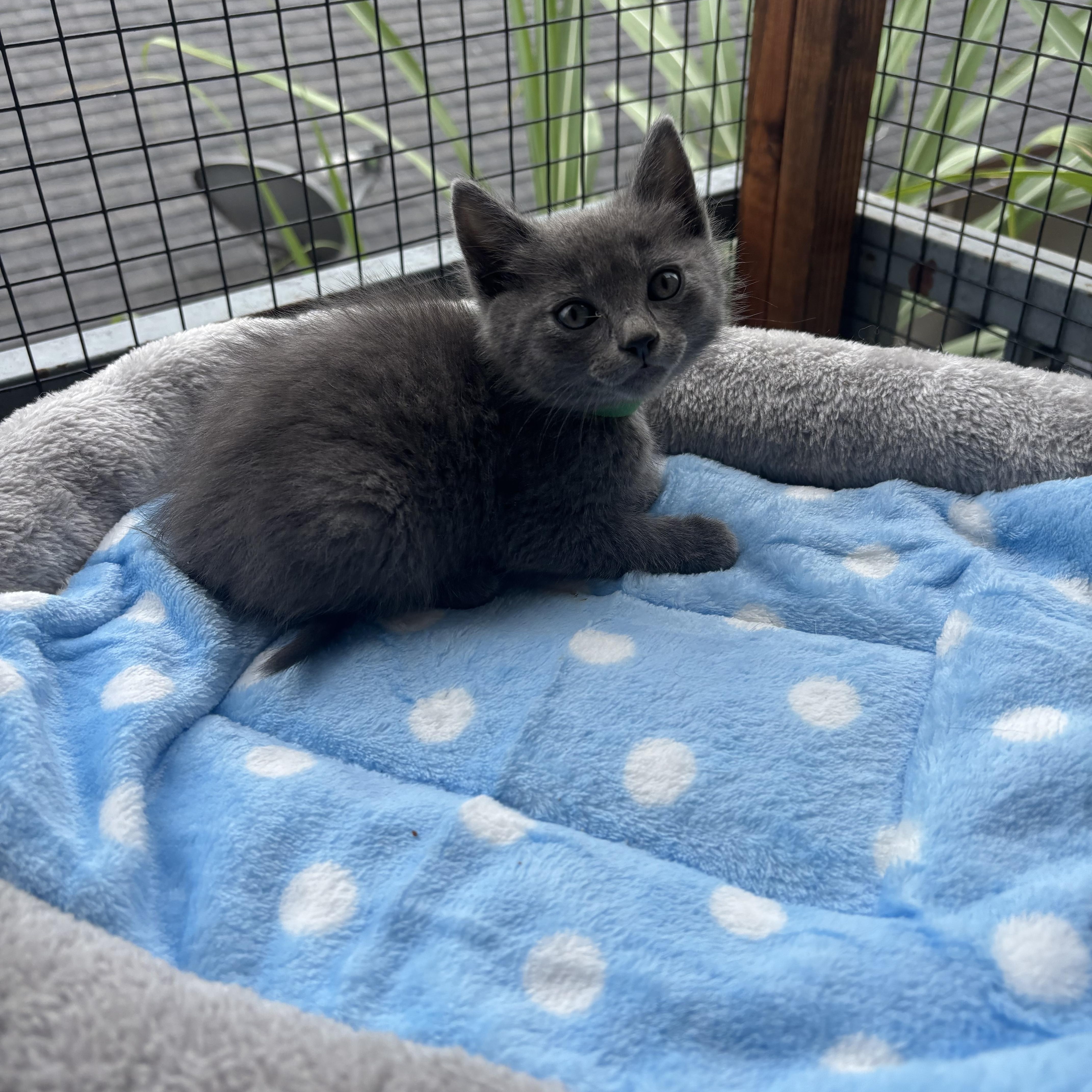 Caius, an adopted Nebelung in Costa Mesa, CA image 4/4