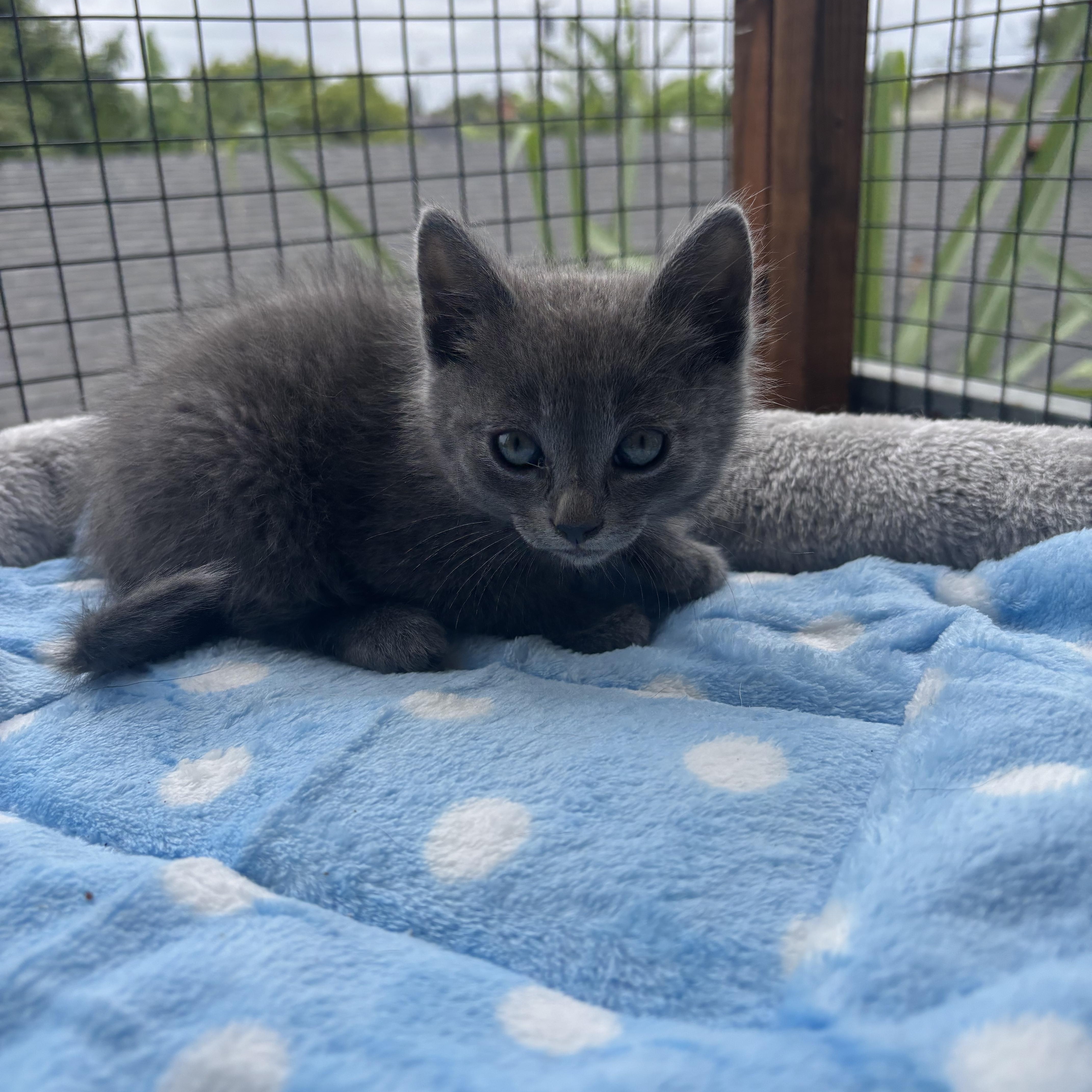Caius, an adopted Nebelung in Costa Mesa, CA image 2/4