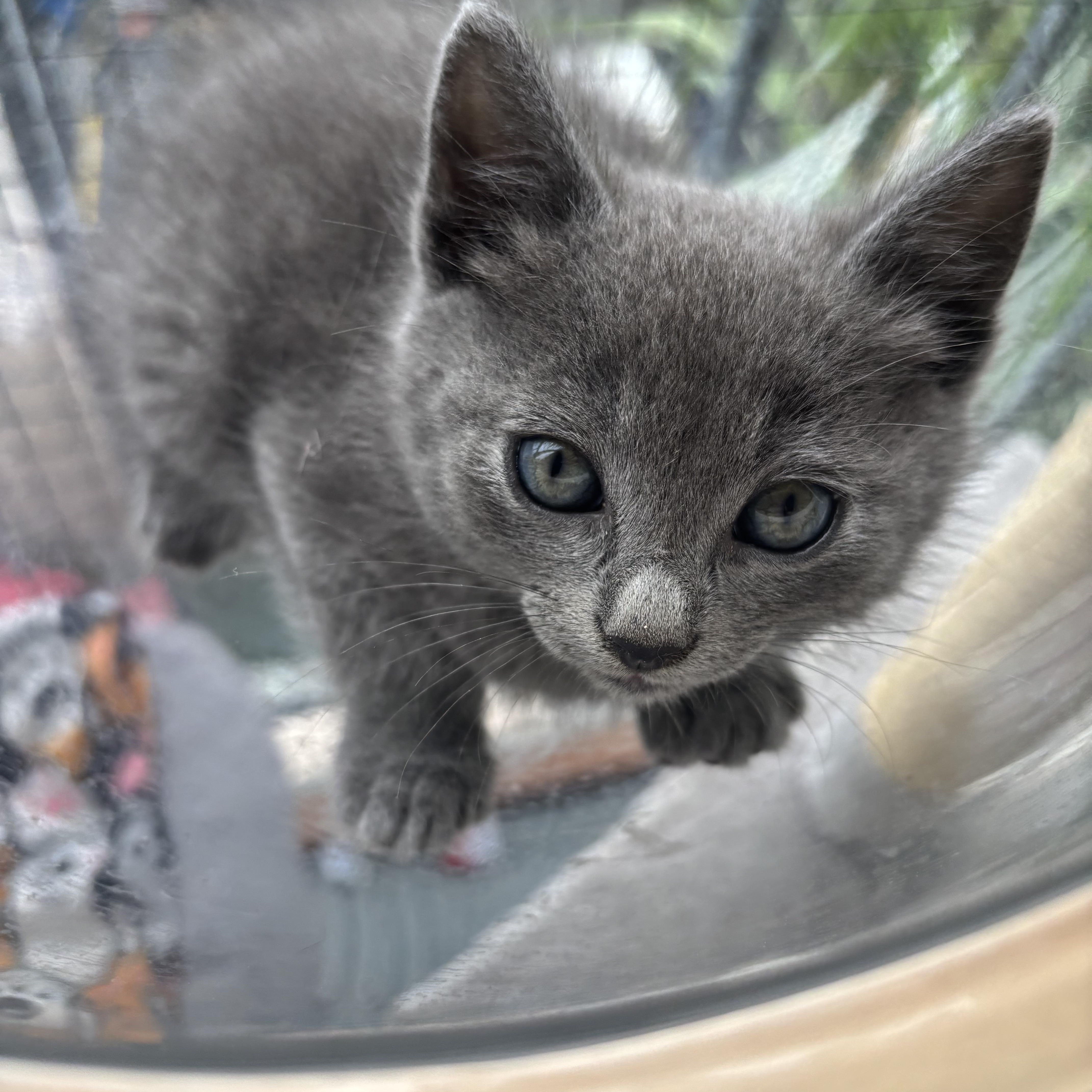 Caius, adopted, Kitten Male Nebelung.