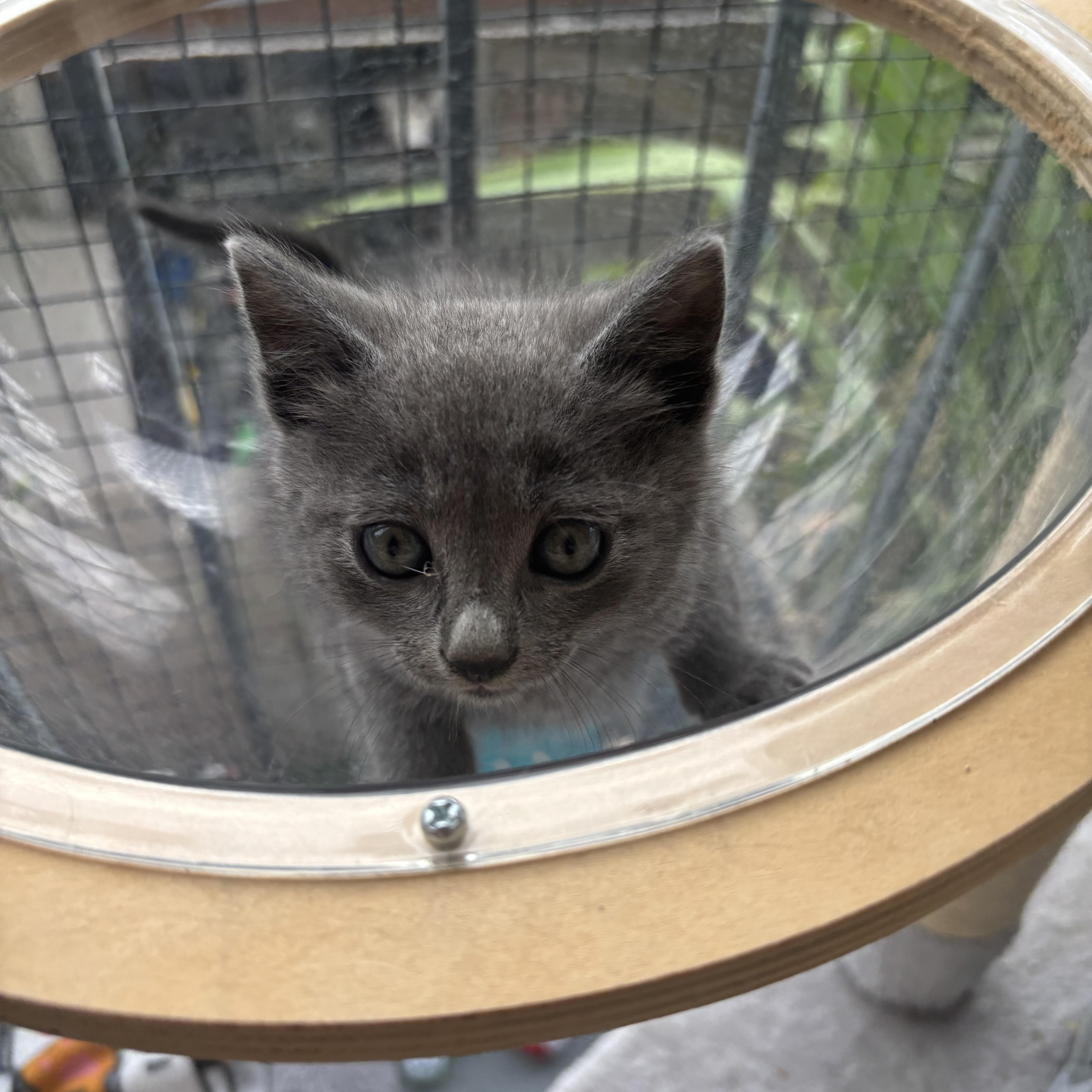 Caius, an adopted Nebelung in Costa Mesa, CA image 3/4