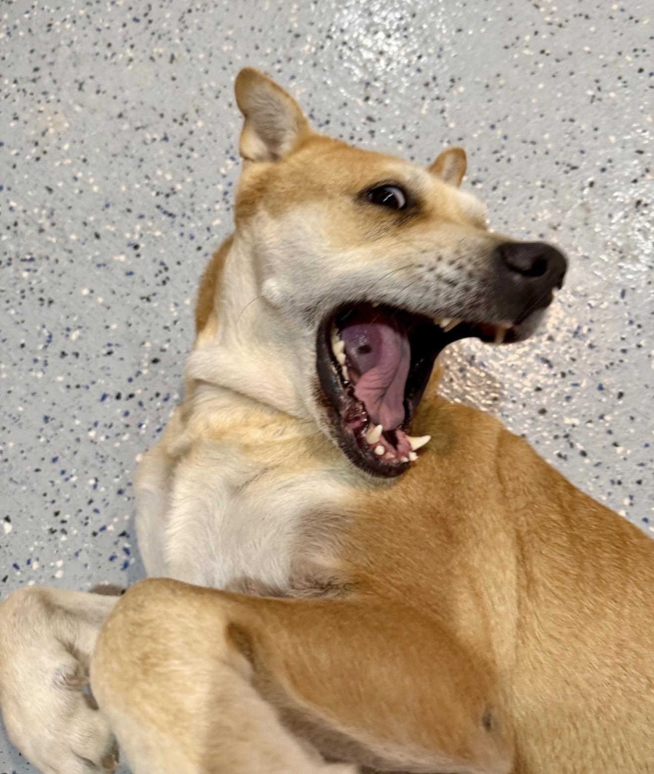 Sierra, a Adoptable mixed breed in Fountain, CO image 4/4