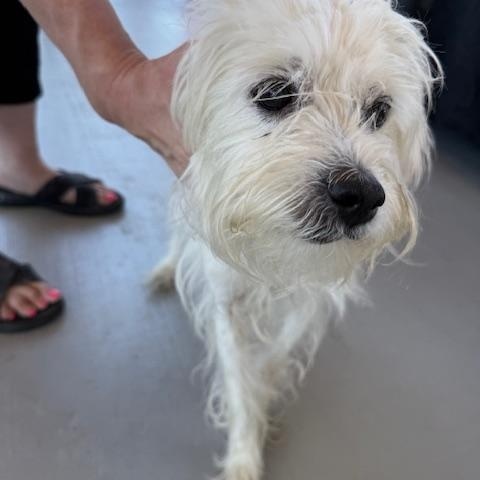 Lulu2, Adopted, Adult Female West Highland White Terrier / Westie & Maltese.