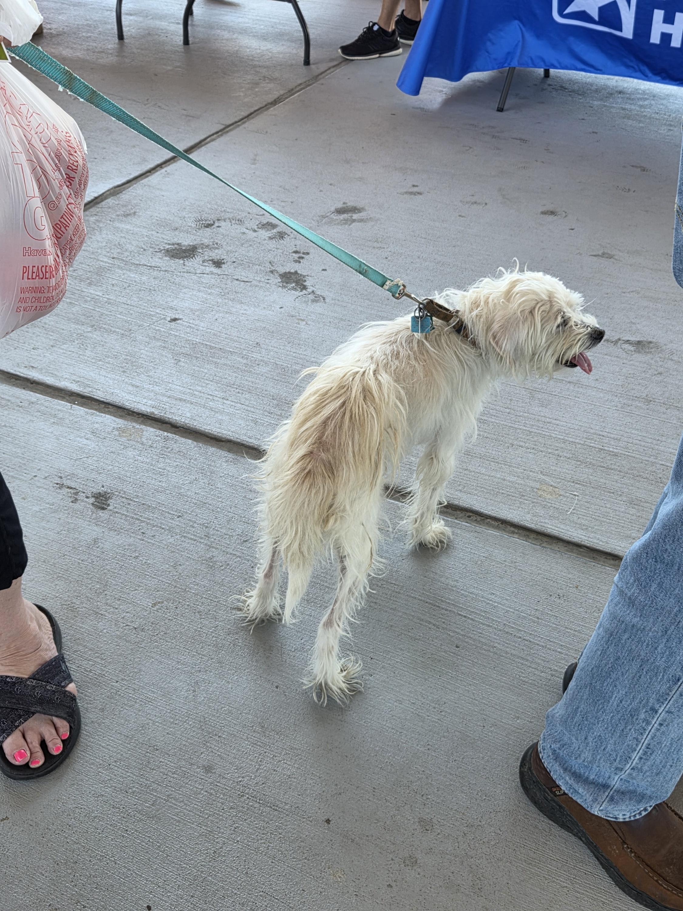 Enlarge Lulu2, a Adopted mixed breed in Lakeland, TN image 3/6