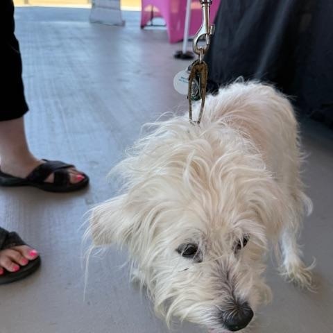 Enlarge Lulu2, a Adopted mixed breed in Lakeland, TN image 4/6