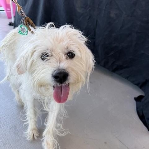 Enlarge Lulu2, a Adopted mixed breed in Lakeland, TN image 1/6