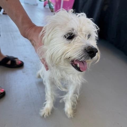 Enlarge Lulu2, a Adopted mixed breed in Lakeland, TN image 5/6