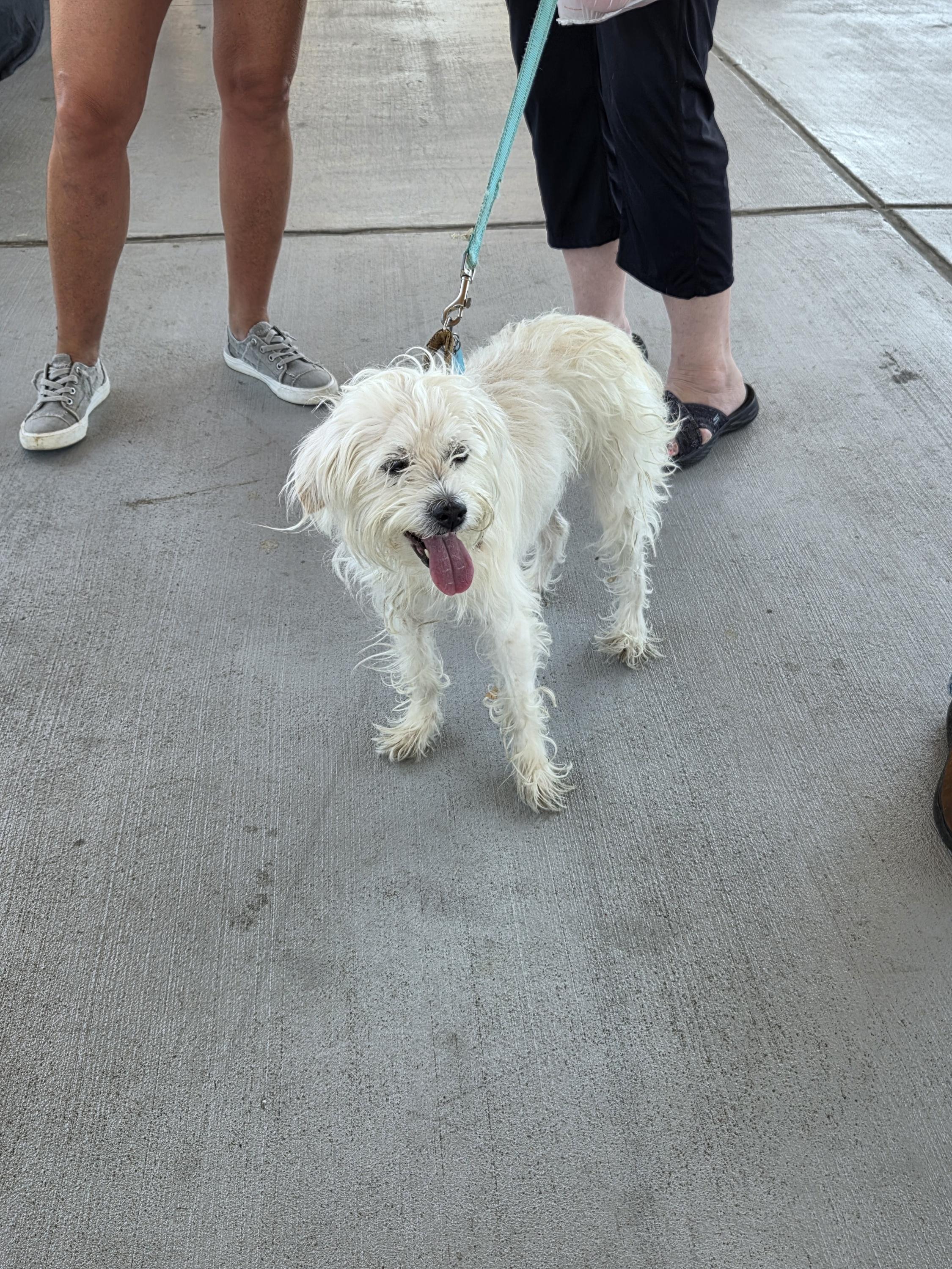 Enlarge Lulu2, a Adopted mixed breed in Lakeland, TN image 6/6