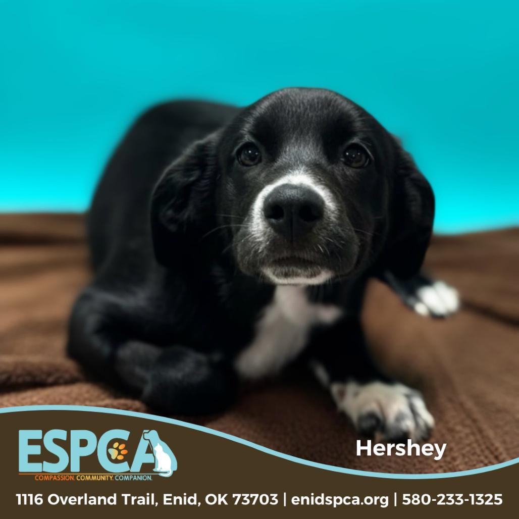 Enlarge Hershey, a Adoptable mixed breed in Enid, OK image 2/6