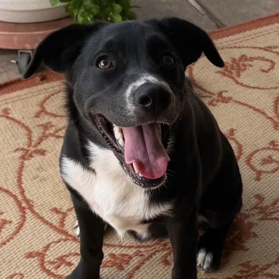 Enlarge Hershey, a Adoptable mixed breed in Enid, OK image 3/6