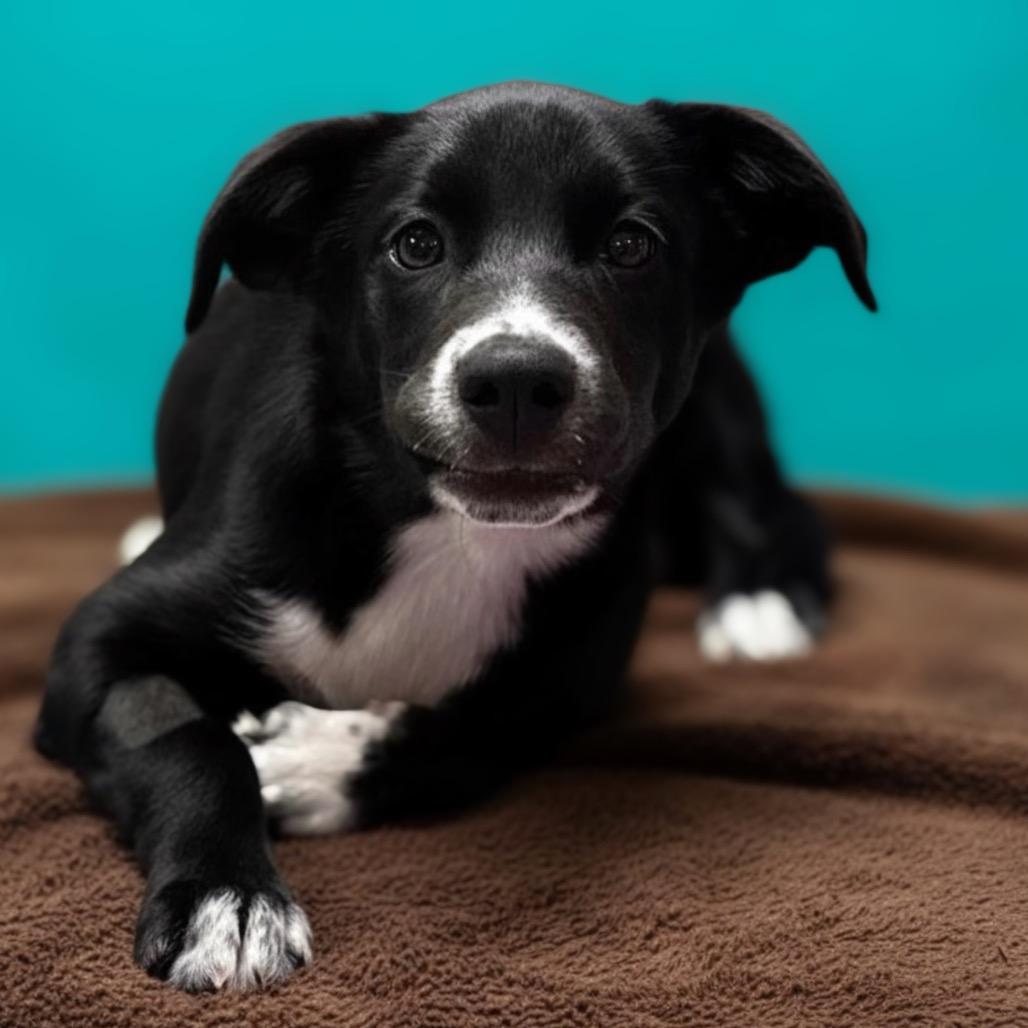 Enlarge Hershey, a Adoptable mixed breed in Enid, OK image 5/6