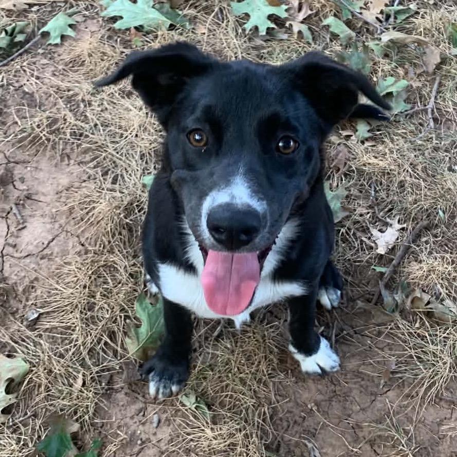 Enlarge Hershey, a Adoptable mixed breed in Enid, OK image 6/6