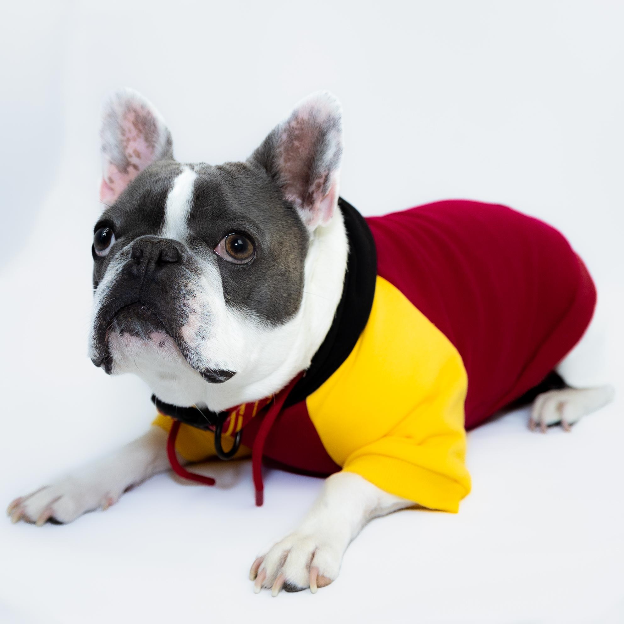 Enlarge Francis, an adoptable French Bulldog in Pointe-Claire, QC image 5/6