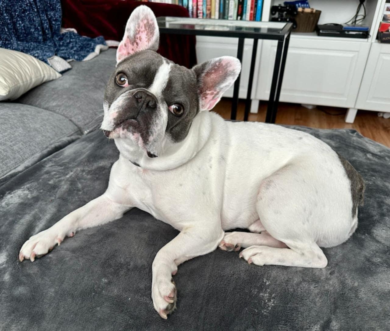 Enlarge Francis, an adoptable French Bulldog in Pointe-Claire, QC image 6/6