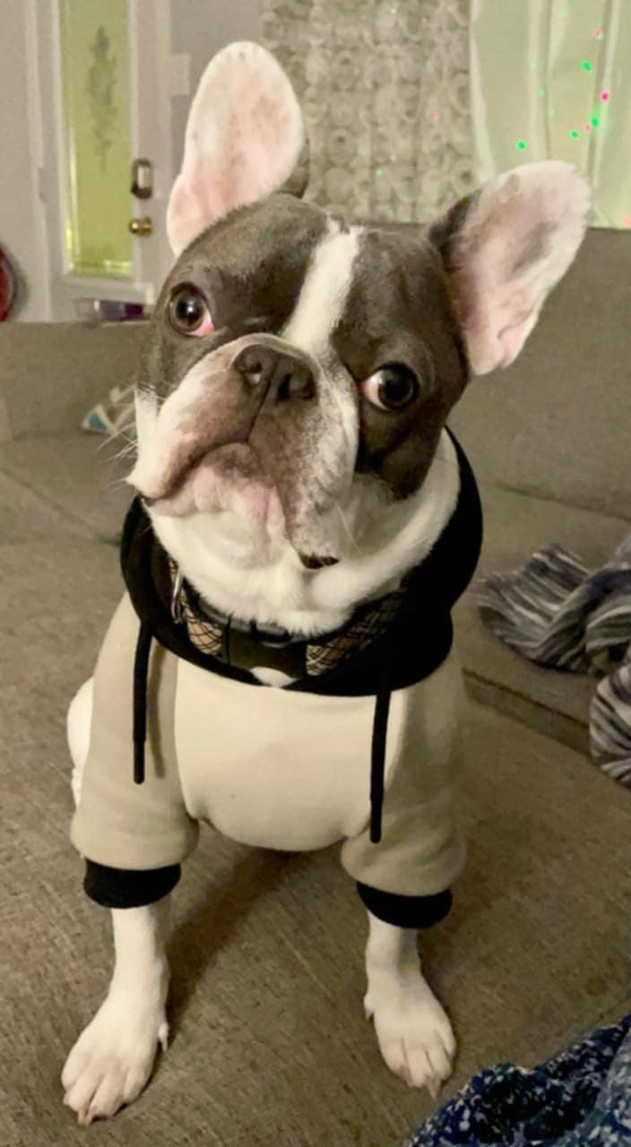 Enlarge Francis, an adoptable French Bulldog in Pointe-Claire, QC image 2/6