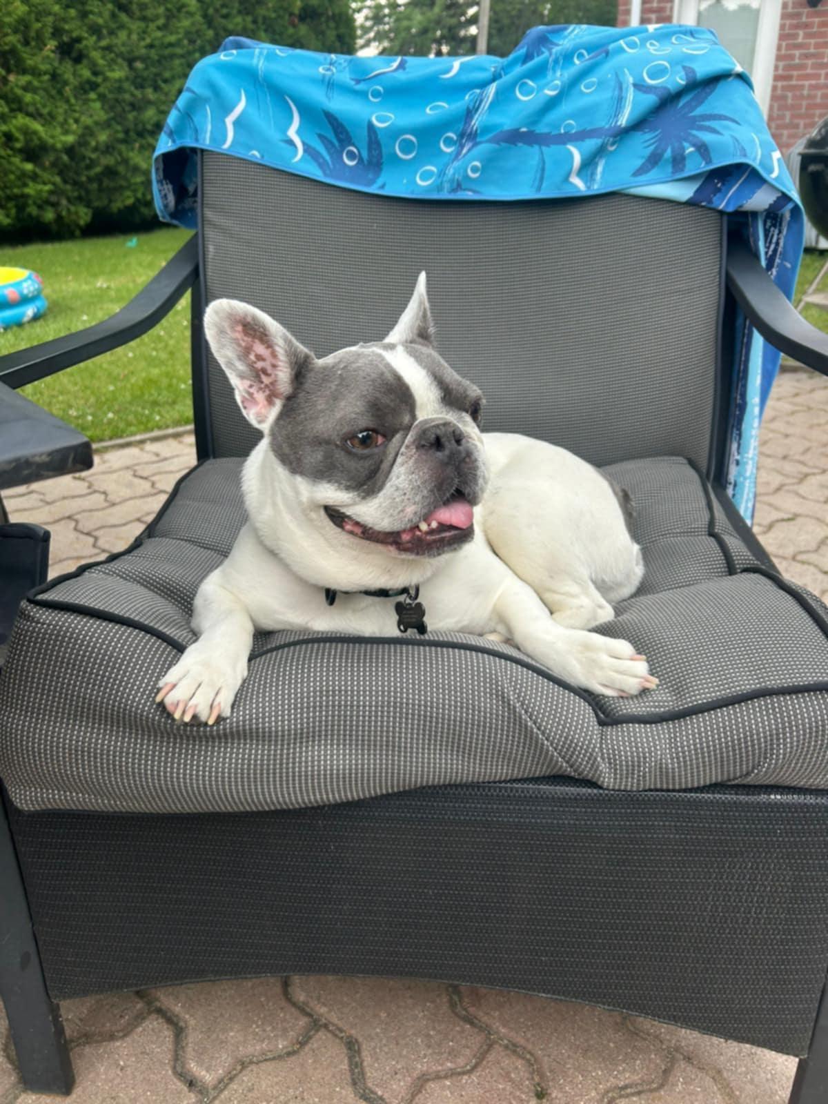 Enlarge Francis, an adoptable French Bulldog in Pointe-Claire, QC image 3/6