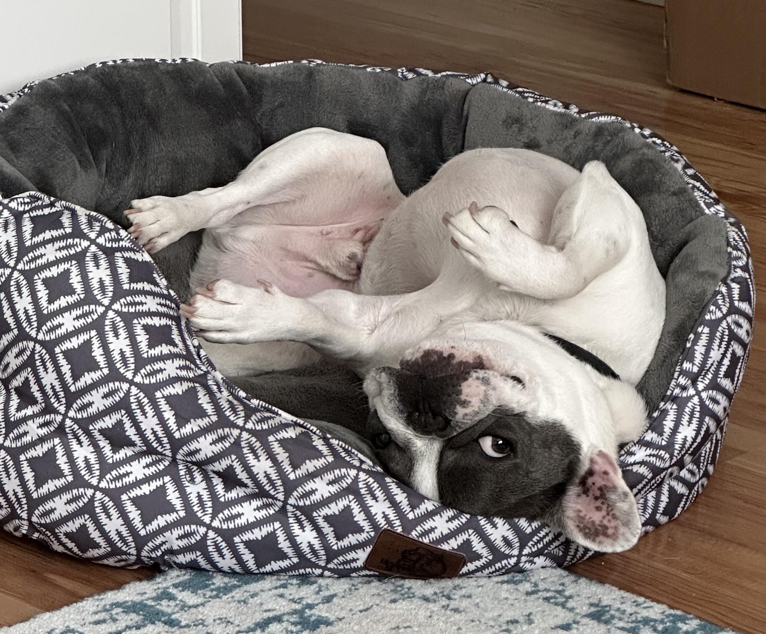 Francis, Adult Male French Bulldog
