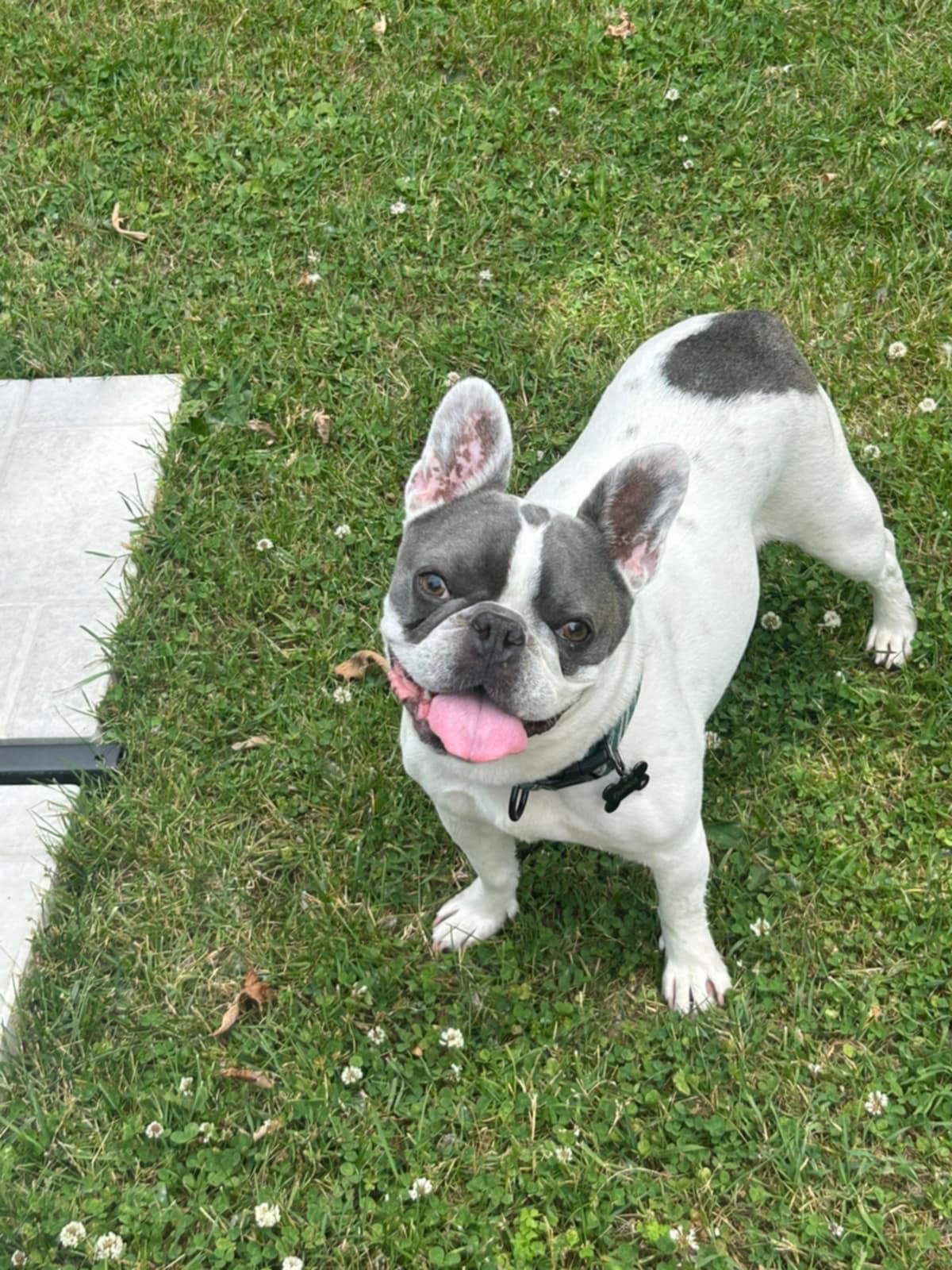 Enlarge Francis, an adoptable French Bulldog in Pointe-Claire, QC image 4/6