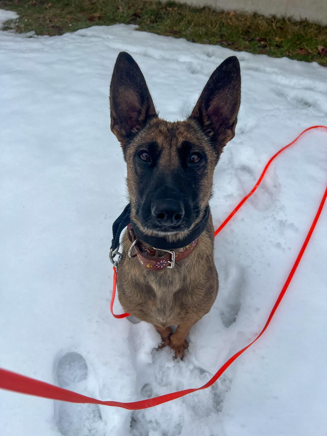 Elfie, ADOPTABLE, Young Female Belgian Shepherd / Malinois.
