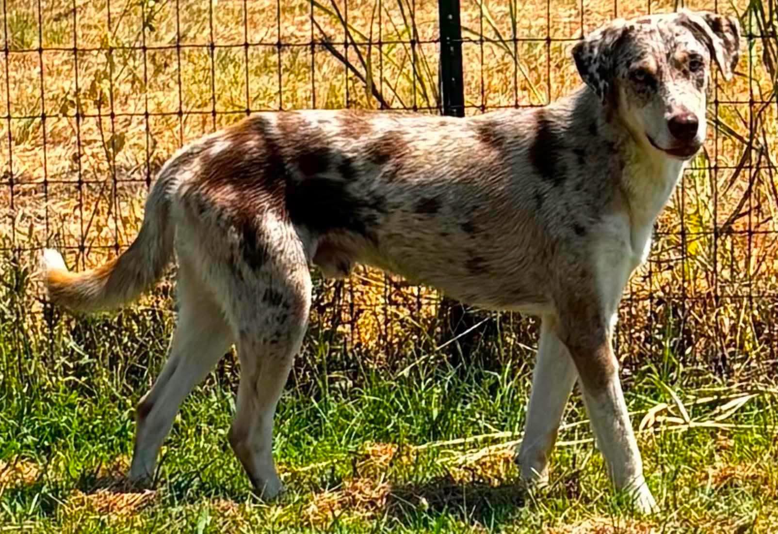 Enlarge Grady, a Adoptable mixed breed in Elkhorn, WI image 4/5