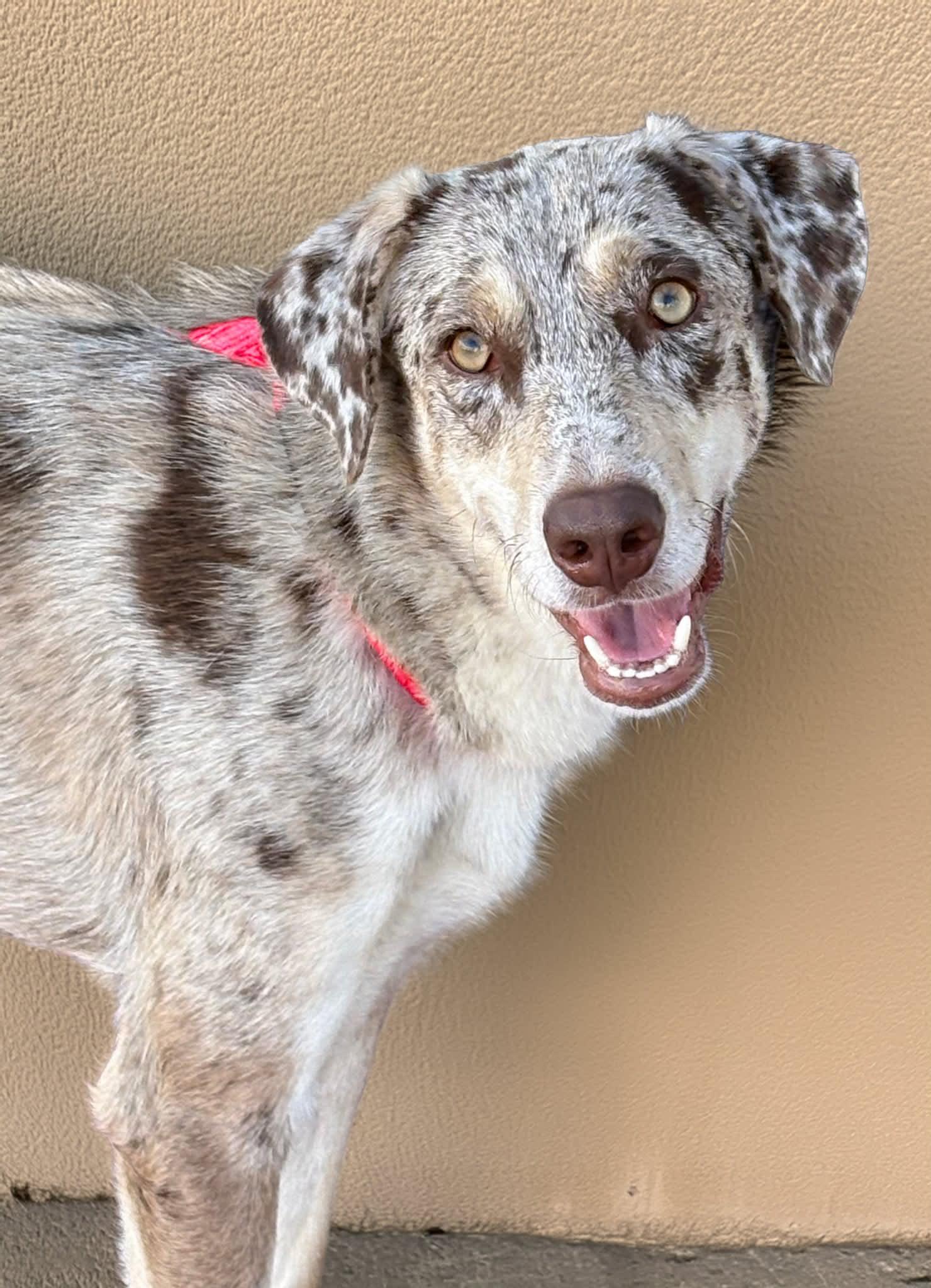 Grady, Adoptable, Young Male Catahoula Leopard Dog.