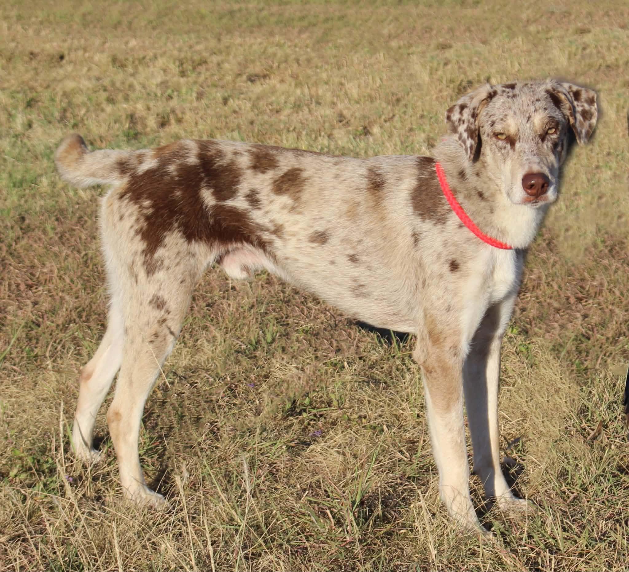 Enlarge Grady, a Adoptable mixed breed in Elkhorn, WI image 5/5
