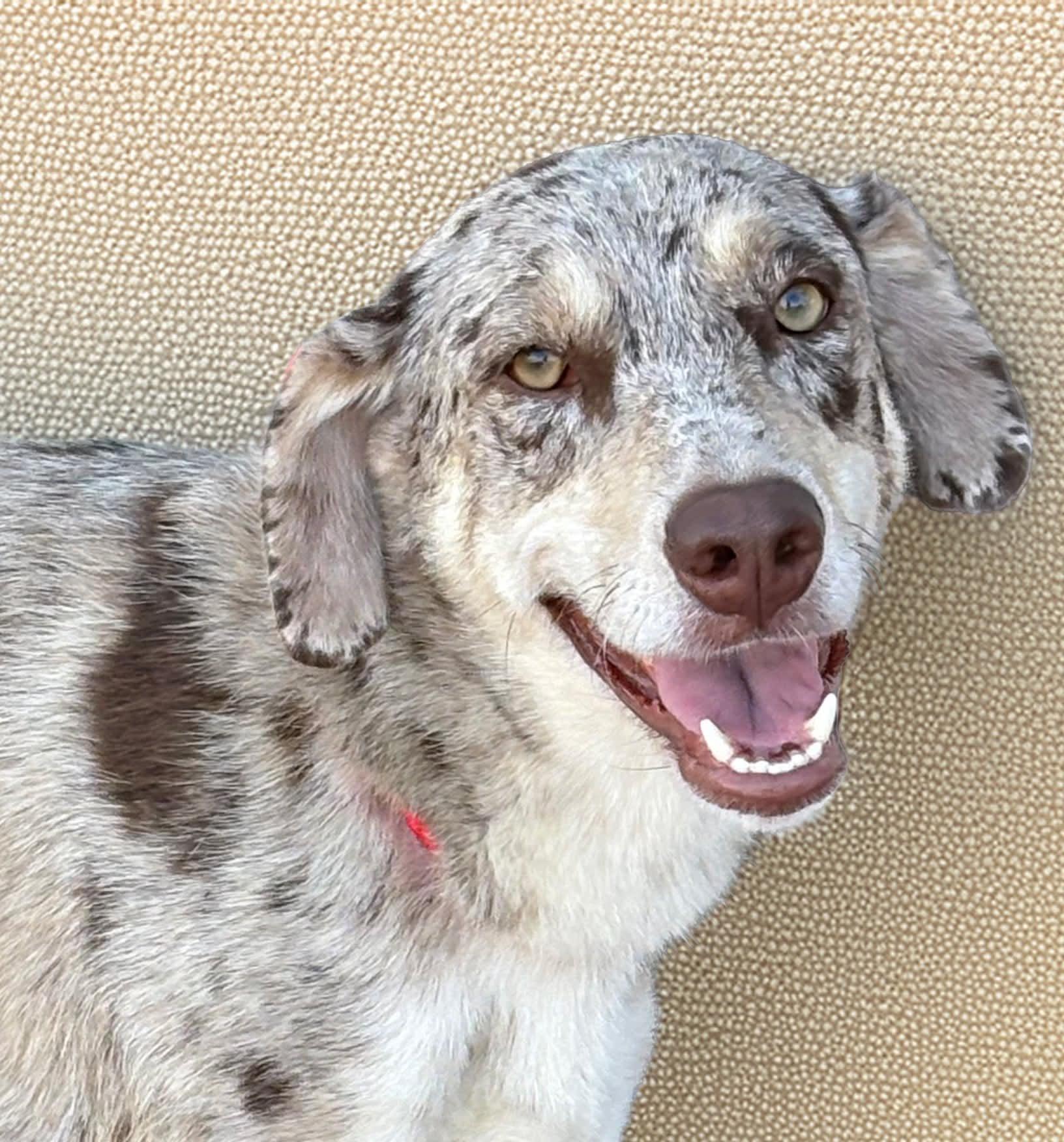 Enlarge Grady, a Adoptable mixed breed in Elkhorn, WI image 3/5
