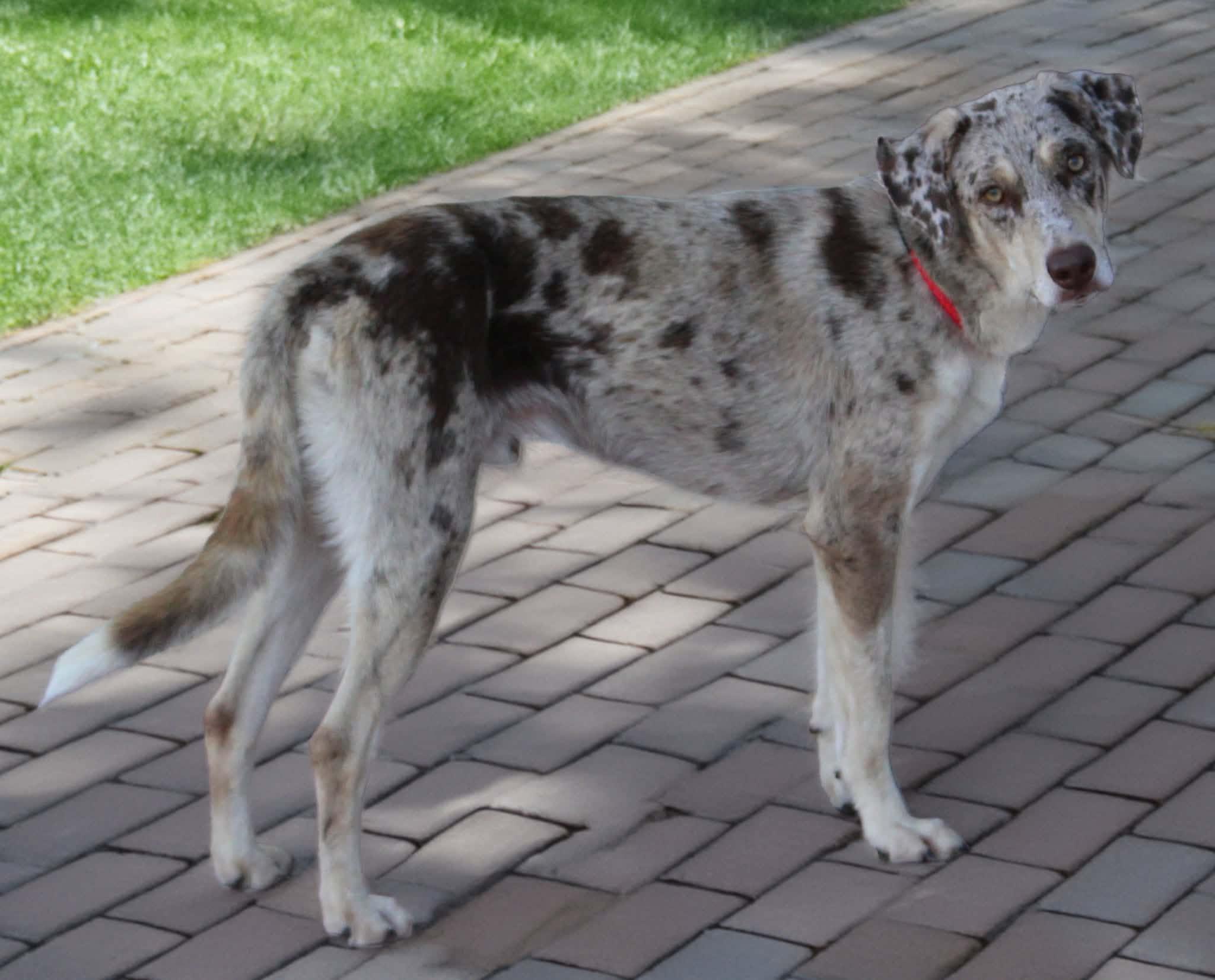 Enlarge Grady, a Adoptable mixed breed in Elkhorn, WI image 2/5