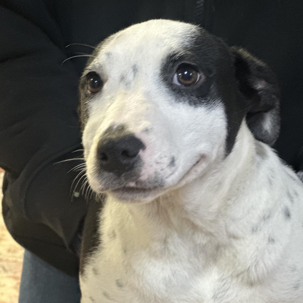 Ducatti, Adoptable, Young Female Australian Cattle Dog / Blue Heeler.