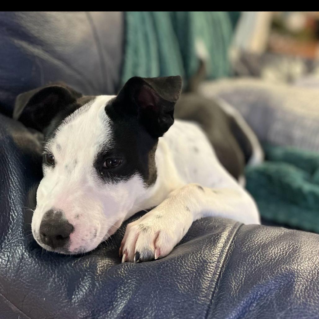 Enlarge Ducatti, a Adoptable Australian Cattle Dog / Blue Heeler in Clarksville, AR image 2/5