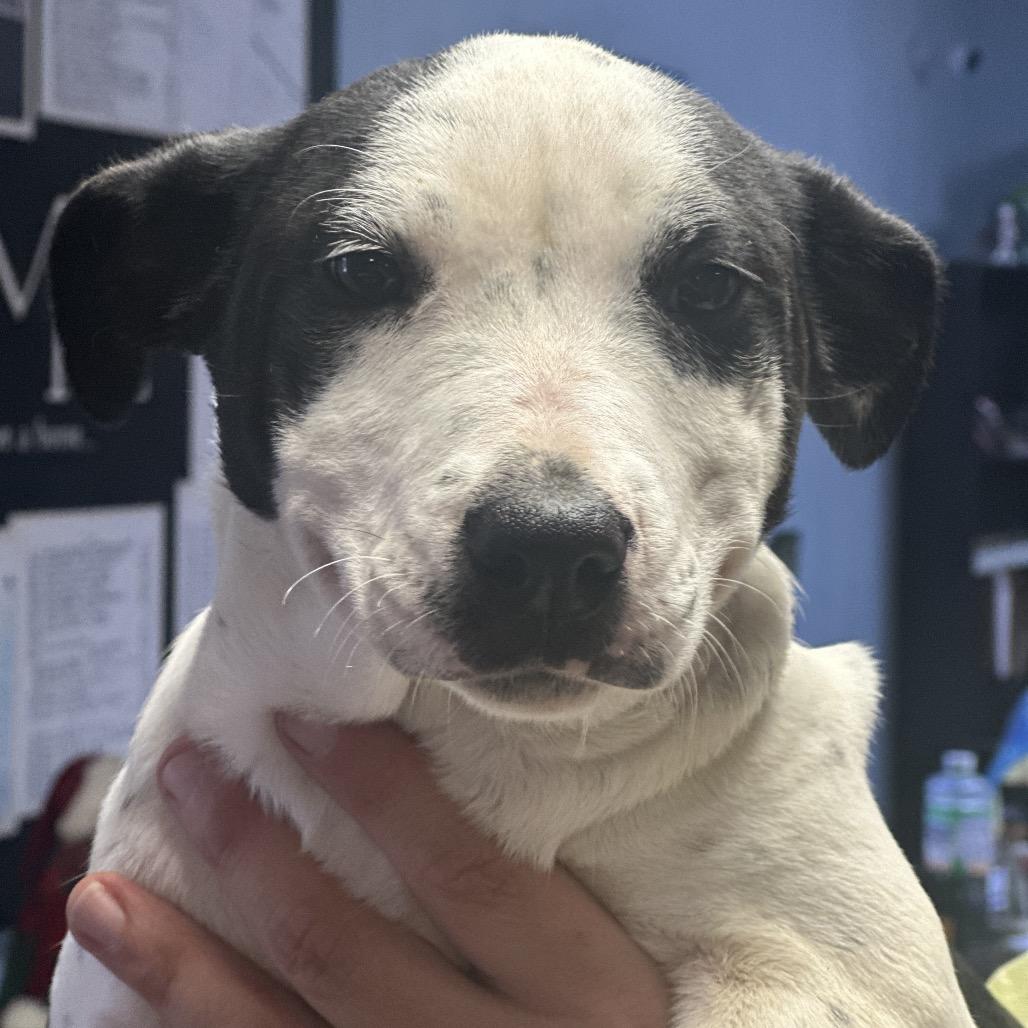 Enlarge Ducatti, a Adoptable Australian Cattle Dog / Blue Heeler in Clarksville, AR image 2/3