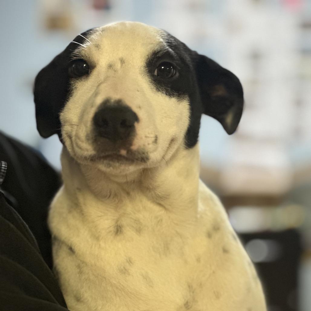 Enlarge Ducatti, a Adoptable Australian Cattle Dog / Blue Heeler in Clarksville, AR image 3/3