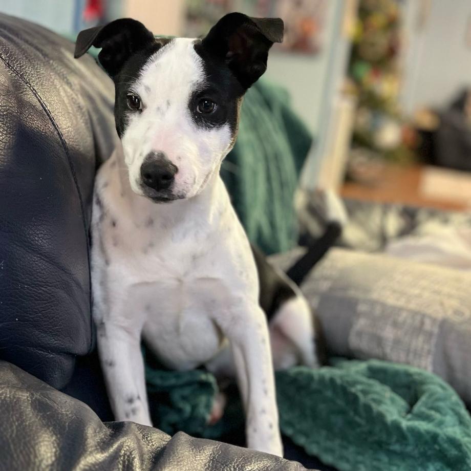 Enlarge Ducatti, a Adoptable Australian Cattle Dog / Blue Heeler in Clarksville, AR image 5/5