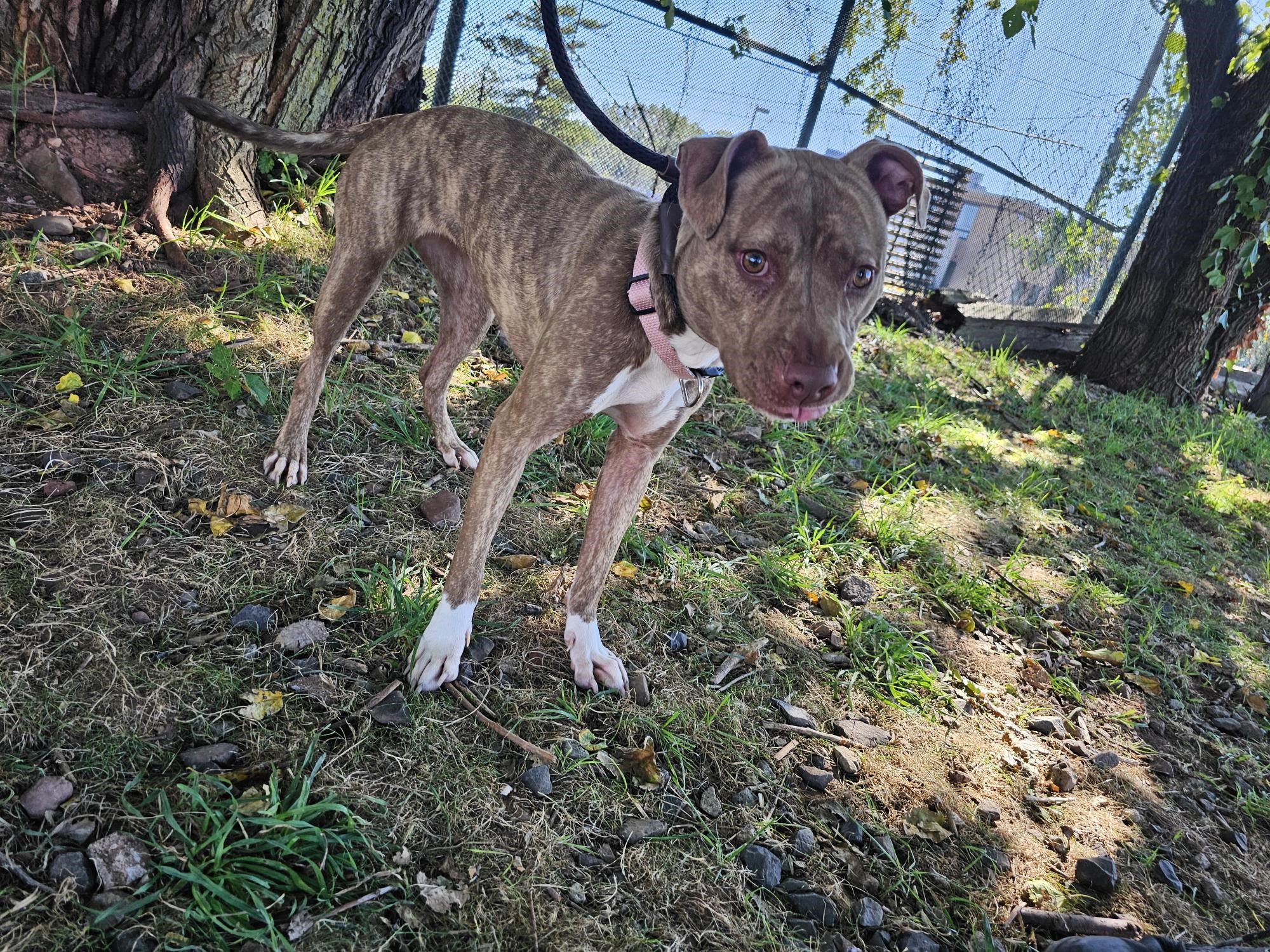 Kaya, Adoptable, Young Female American Staffordshire Terrier.