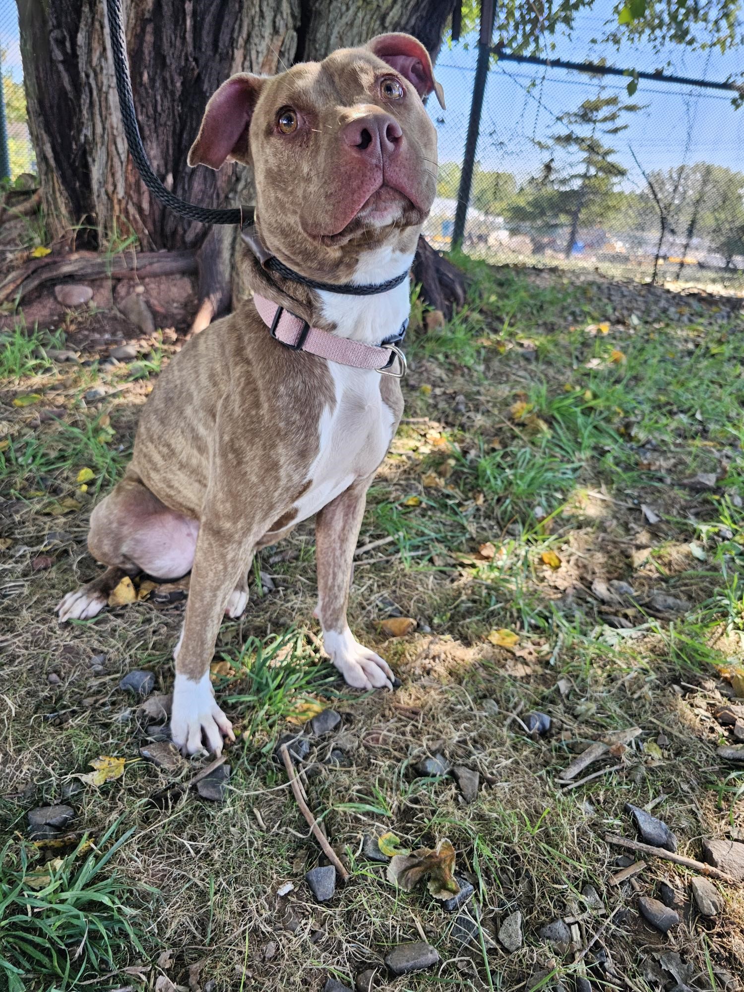 Enlarge Kaya, a Adoptable American Staffordshire Terrier in Jersey city, NJ image 2/2