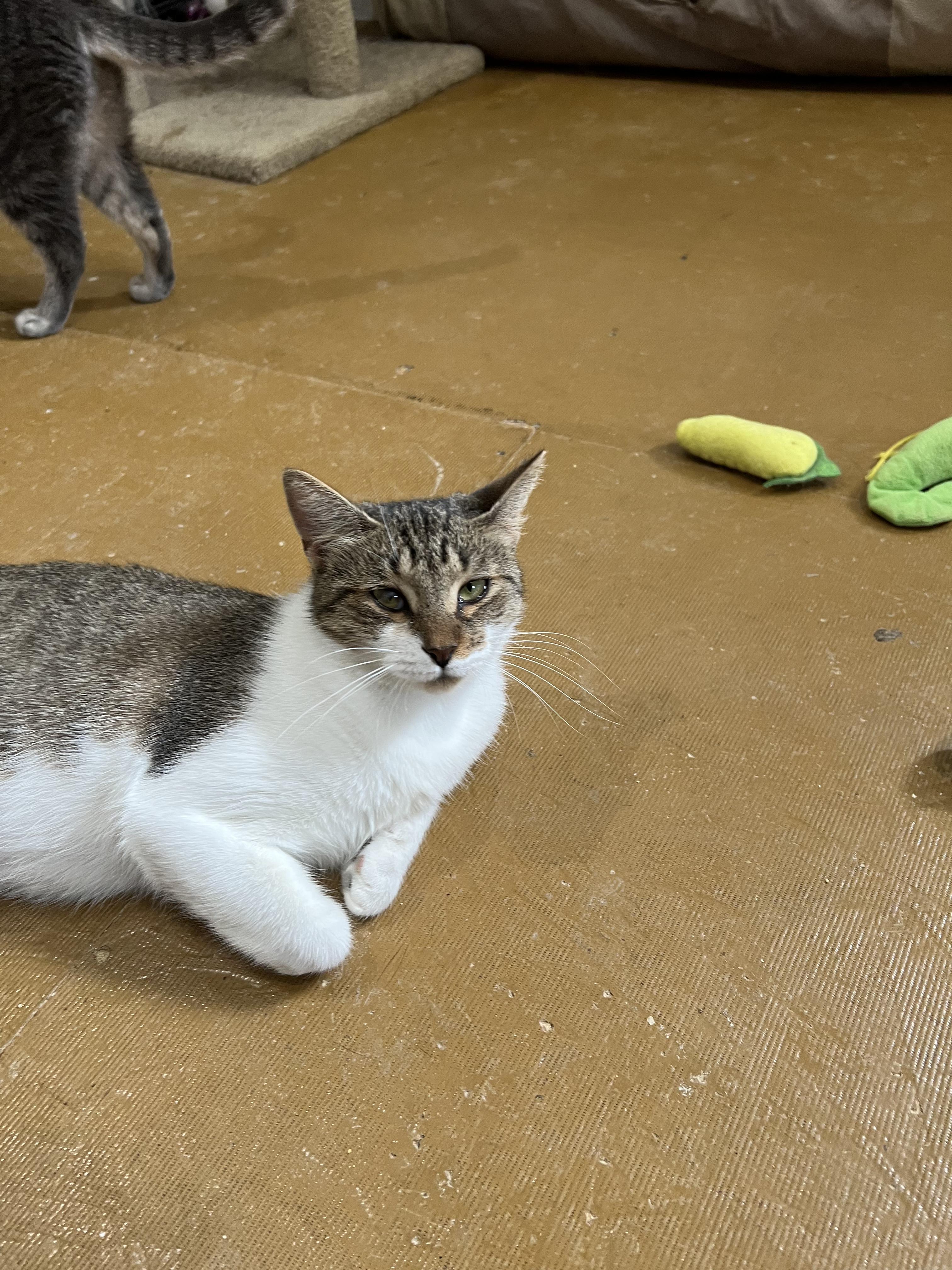 Enlarge Trixie , a Adoptable Domestic Short Hair in Sneads Ferry, NC image 1/1