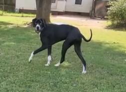 Enlarge Finn, a ADOPTABLE Great Dane in Salisbury, NC image 3/4