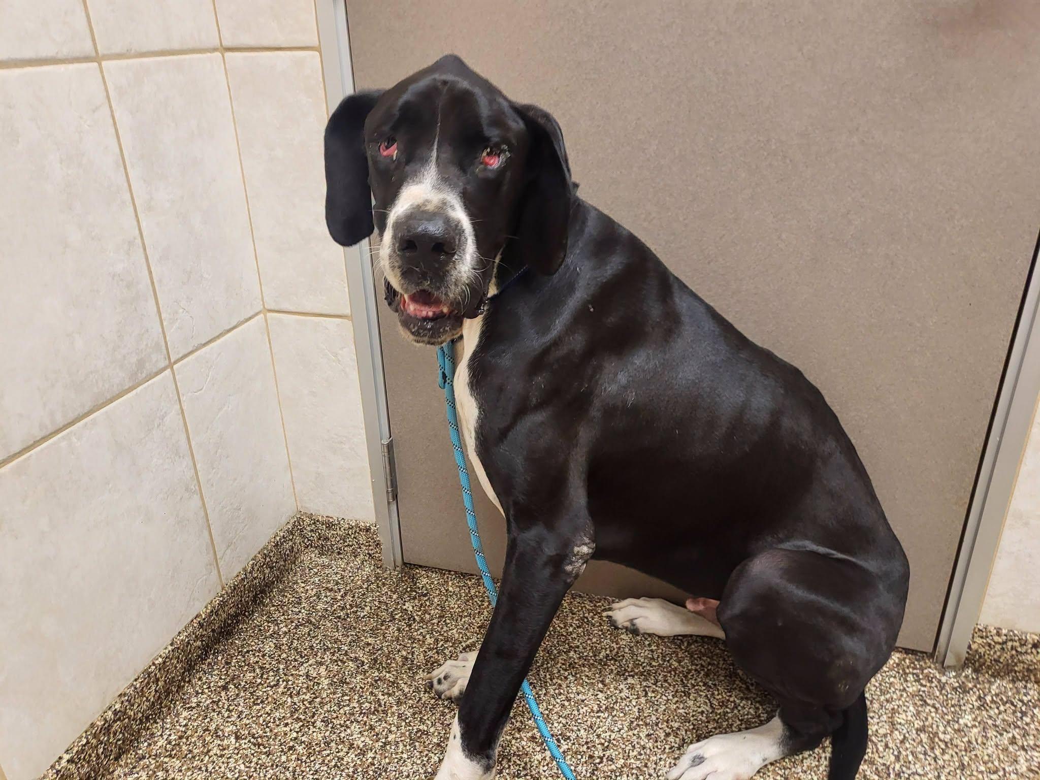 Enlarge Finn, a ADOPTABLE Great Dane in Salisbury, NC image 4/4