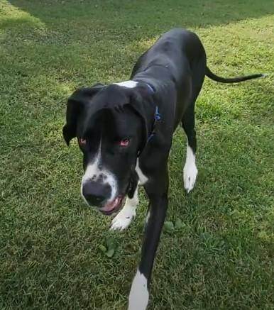 Enlarge Finn, a ADOPTABLE Great Dane in Salisbury, NC image 2/4