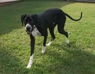 Enlarge Finn, a ADOPTABLE Great Dane in Salisbury, NC image 1/4