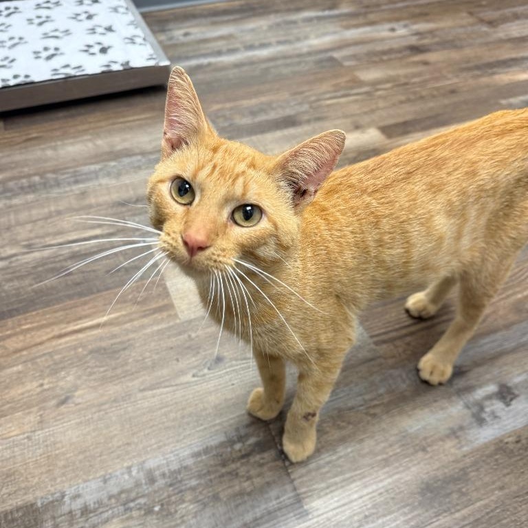 Garfield, Adoptable, Young Male Domestic Short Hair.
