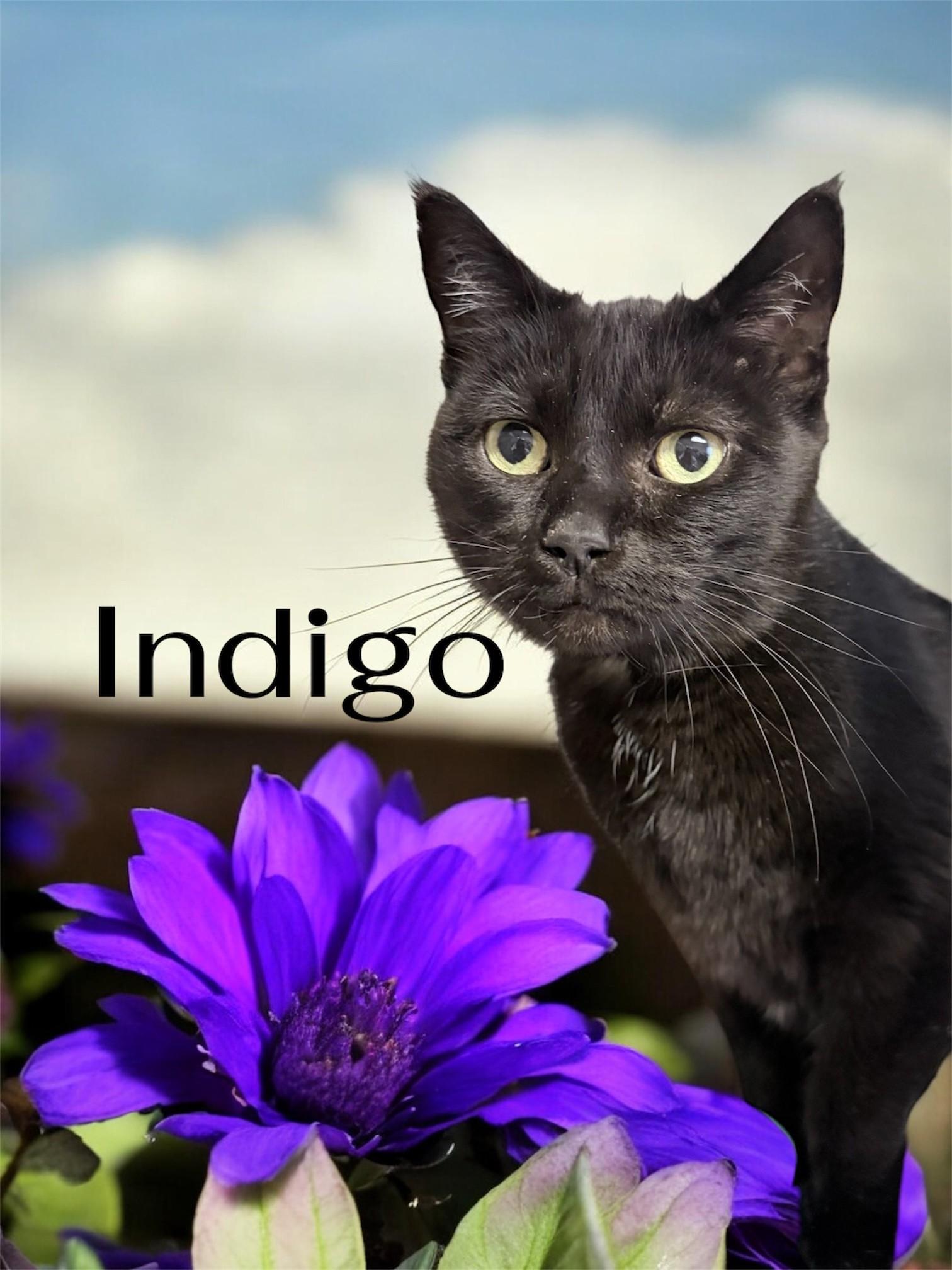Enlarge Indigo , a ADOPTABLE Domestic Short Hair in Orleans, VT image 1/1