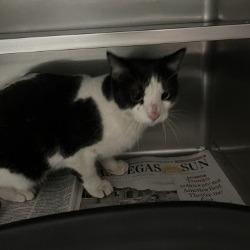 HACC-Stray-33181, Adoptable, Adult Female Domestic Short Hair.