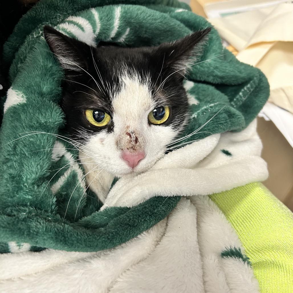 Enlarge Miss Skeeter, a Adoptable Domestic Short Hair in Henderson, NV image 2/2