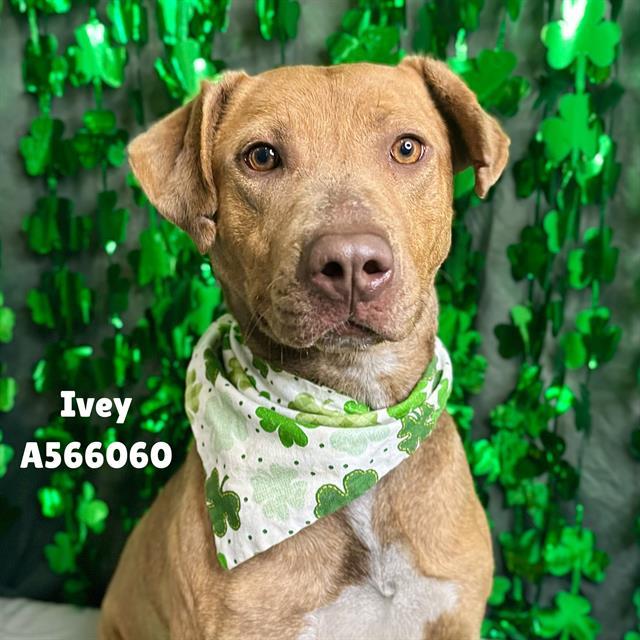 Enlarge IVEY, a Adoptable Pit Bull Terrier in Huntsville, AL image 1/1