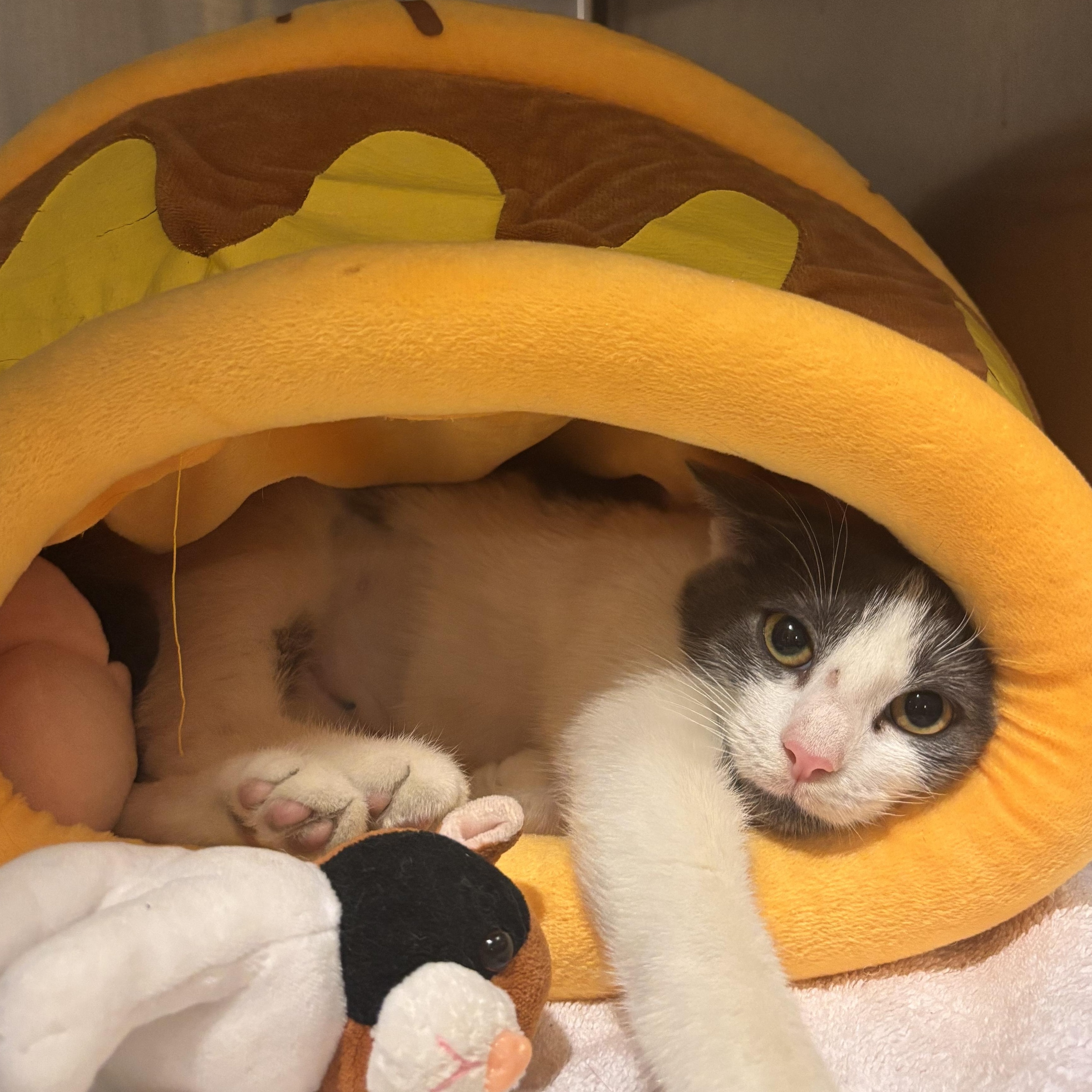 Enlarge Scarlett, an adoptable Domestic Short Hair in Charleston, SC image 1/3